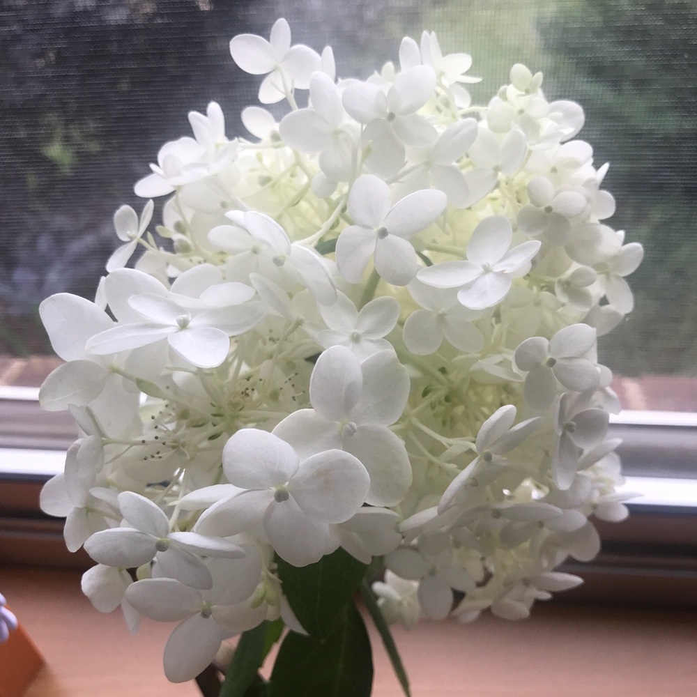 Meet your Posher, Rhonda